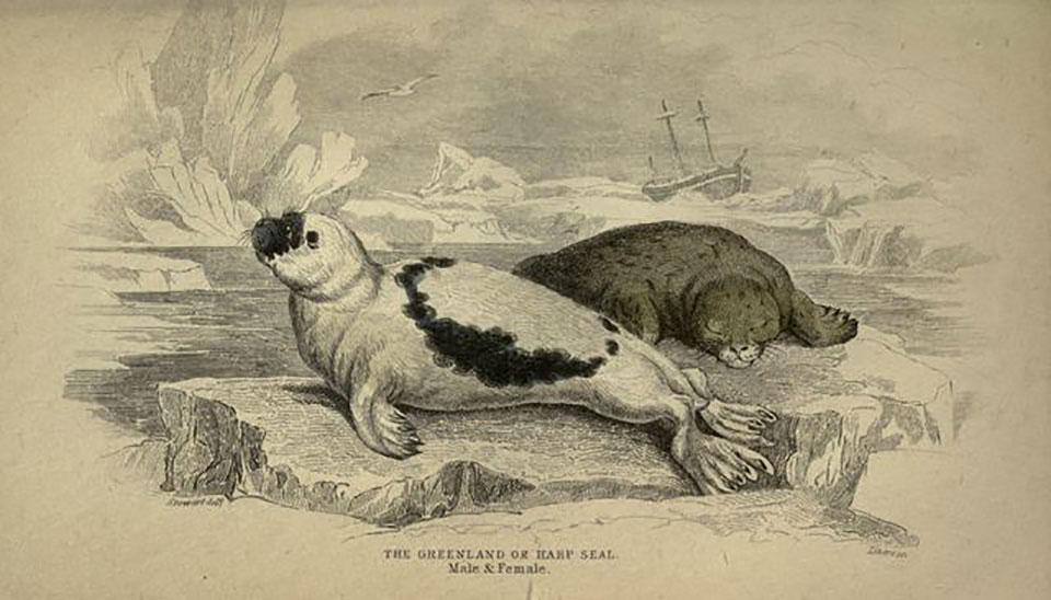 The Greenland seal was hunted for oil, rendered from its blubber.