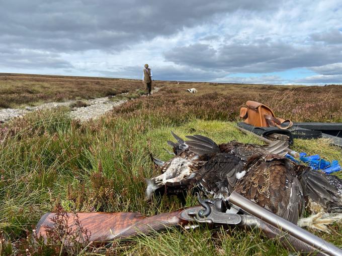 Yorkshire Grouse in September