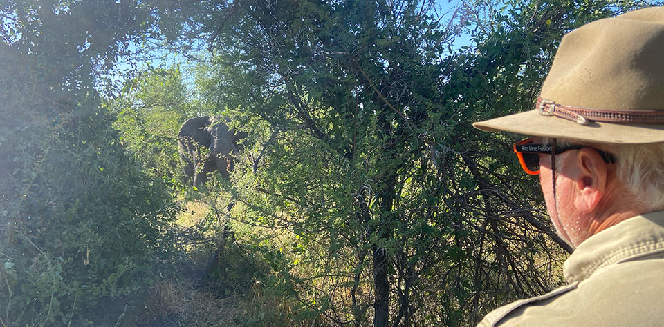 Tracking elephants to look for a big old bull was the normal activity every day.