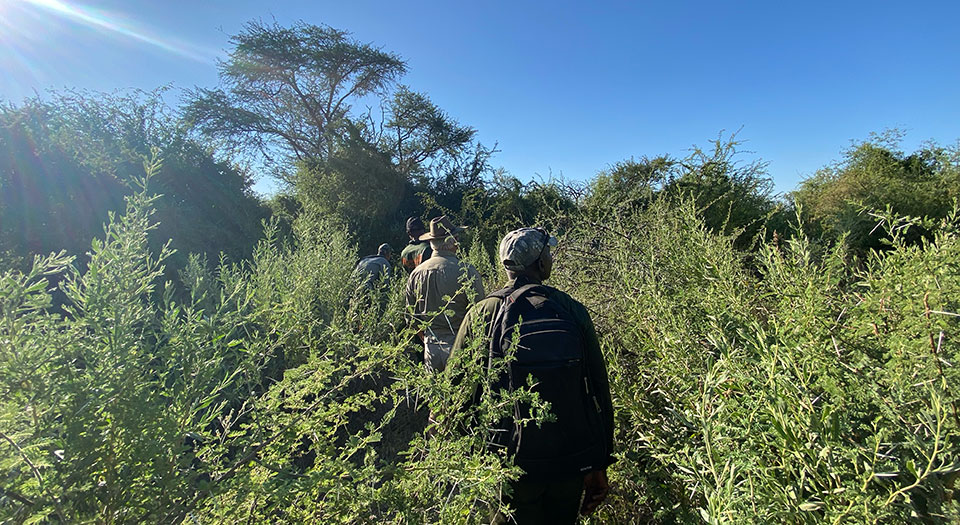 The bush can be open and dry or thick and verdant. This is where the elephants hole-up when it gets hot.