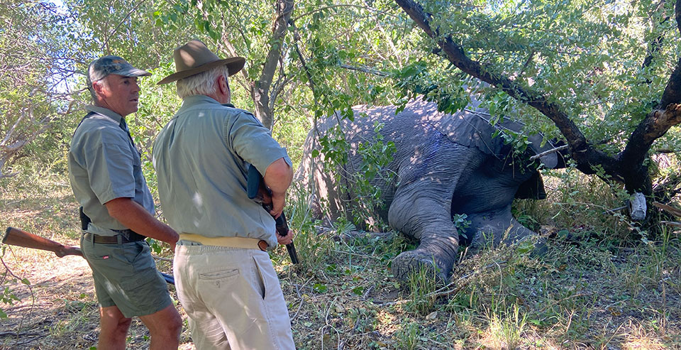 The Bull finally came to a stop and collapsed into an ironwood tree.