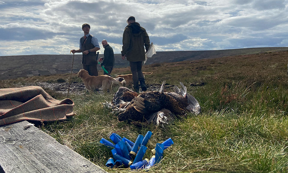 Not many got to shoot grouse this year. We are among a lucky few.