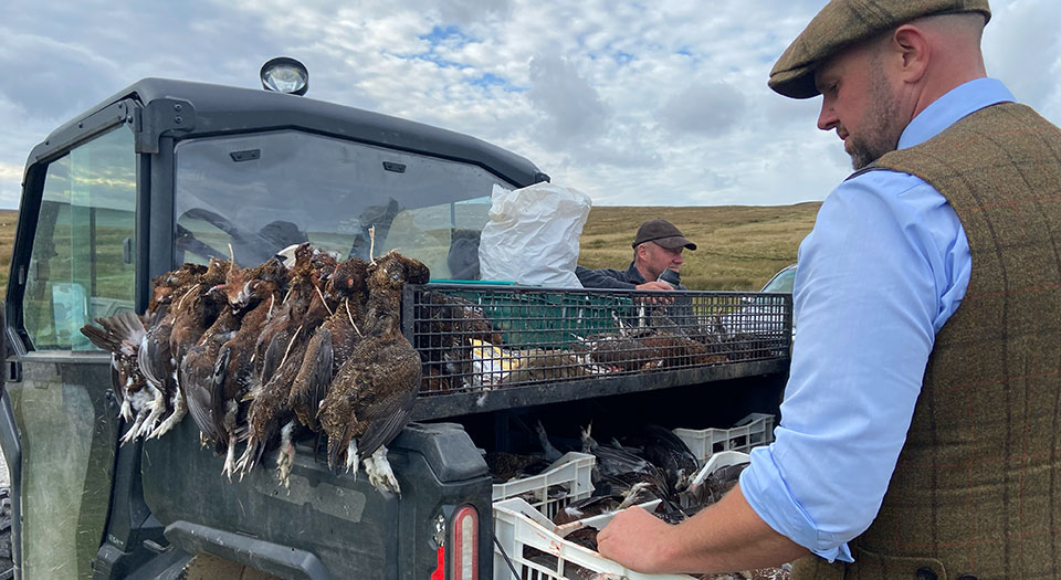 Every shot grouse is carefully handled and much prized. In a poor year, a single bird can cost up to £70 to buy for the restaurant trade.