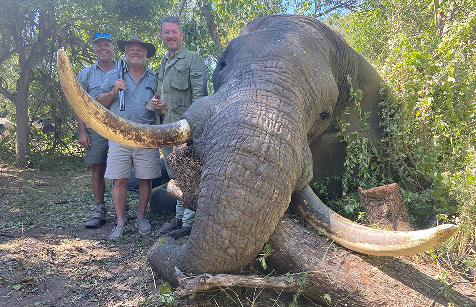 Nobody got hurt, elephant successfully dispatched, an old bull of around 40-45 years old with ivory weighing 77lbs a side.