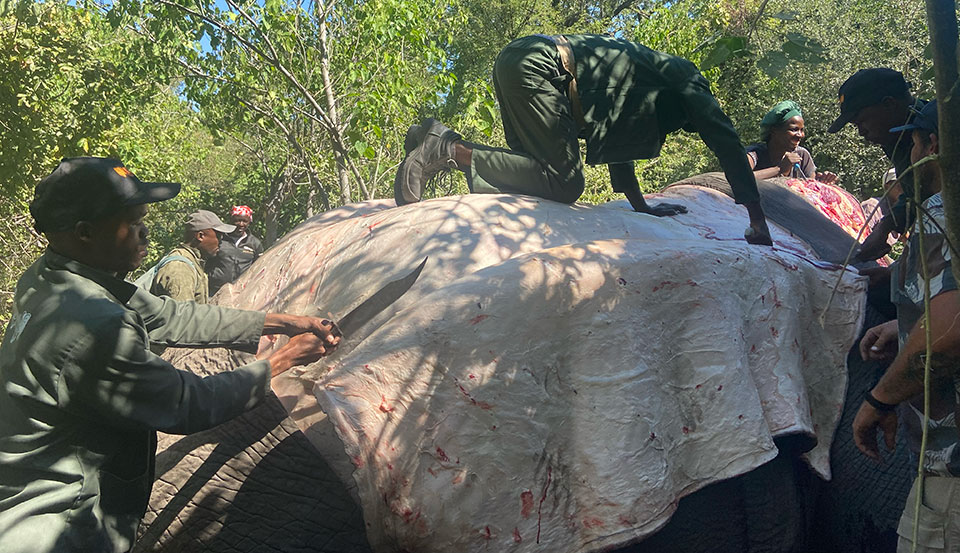 First teh hide is stripped to be cured and tanned.